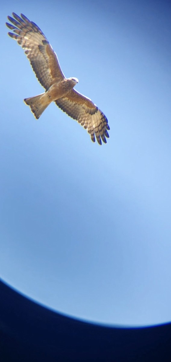 Square-tailed Kite - ML359446701