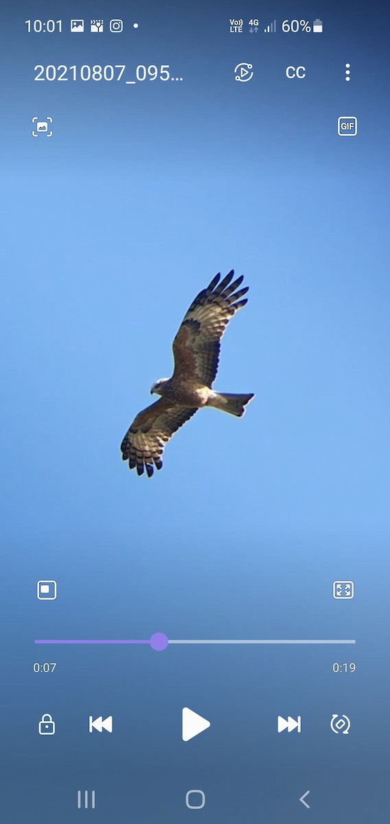 Square-tailed Kite - ML359446711