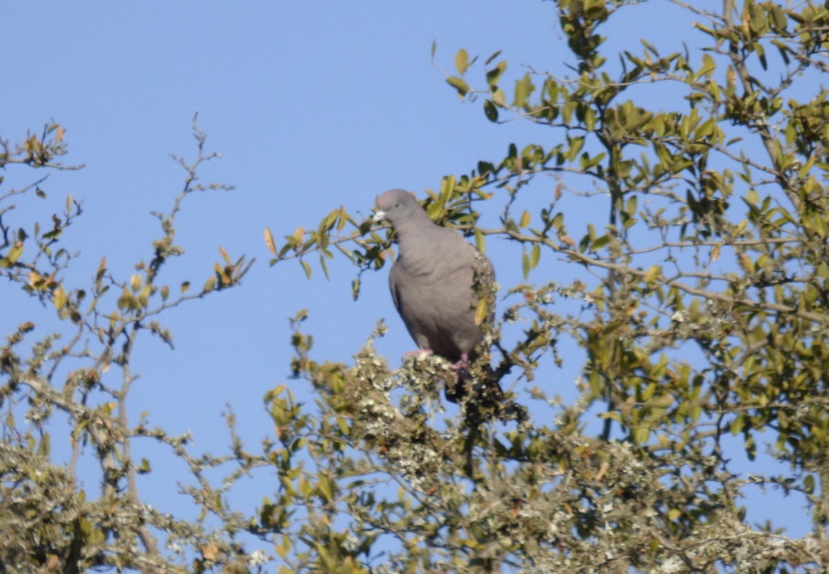 Spot-winged Pigeon - ML359450041