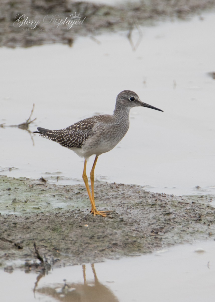 Lesser Yellowlegs - Rachel Justice