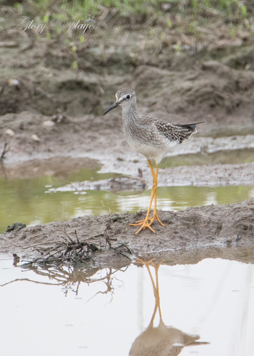 Lesser Yellowlegs - Rachel Justice