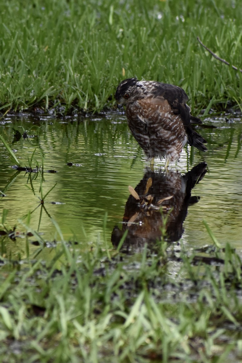 Cooper's Hawk - ML359453401