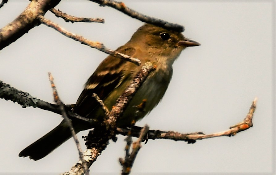 Alder Flycatcher - Gervais Henley