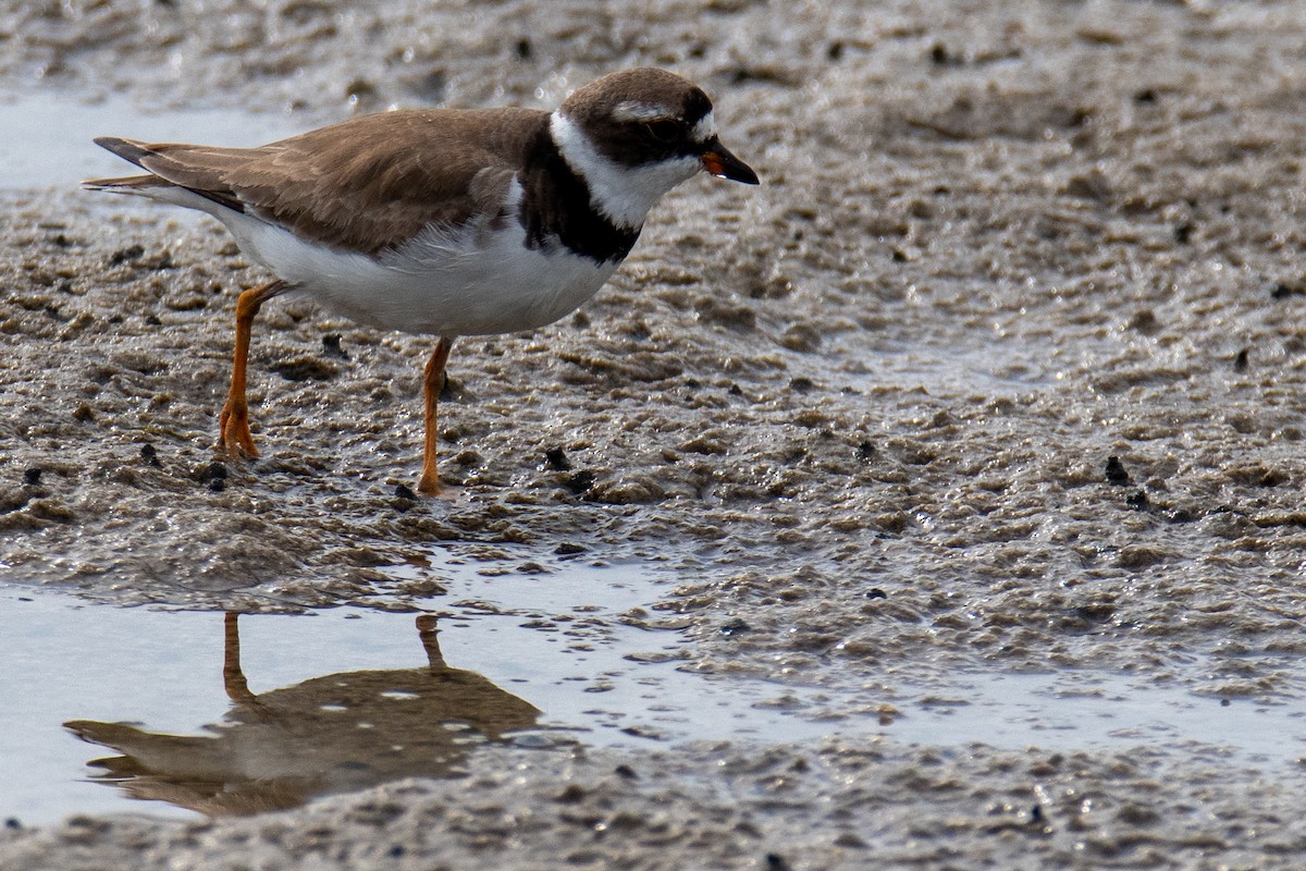 Semipalmated Plover - M K