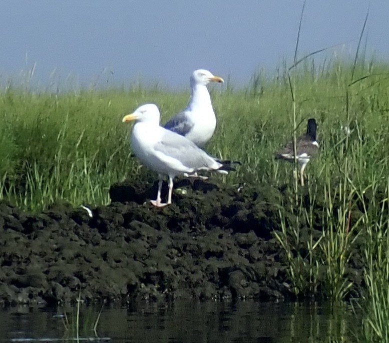 Herring Gull - ML359457931