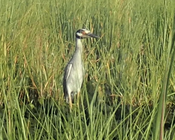 Yellow-crowned Night Heron - ML359458051