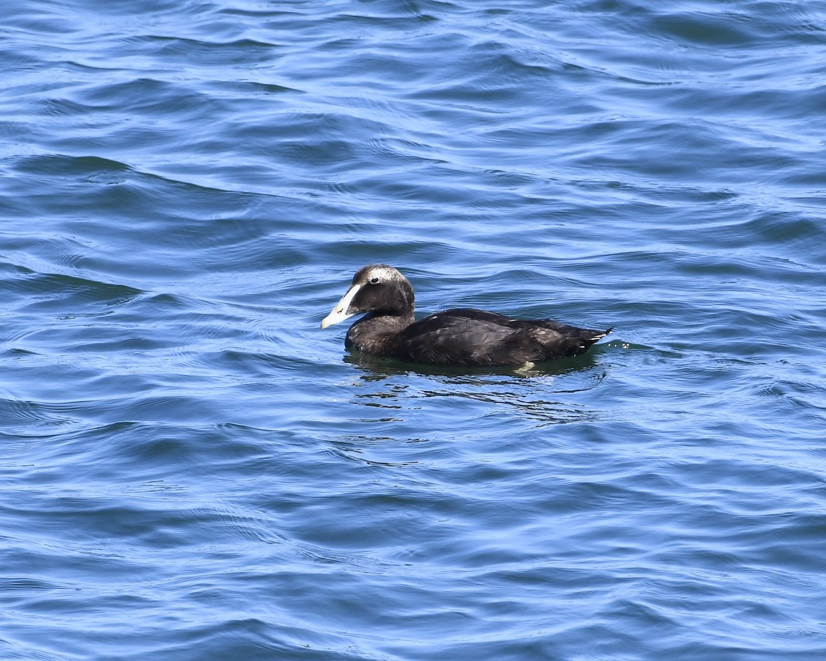 Common Eider (Dresser's) - ML359459661