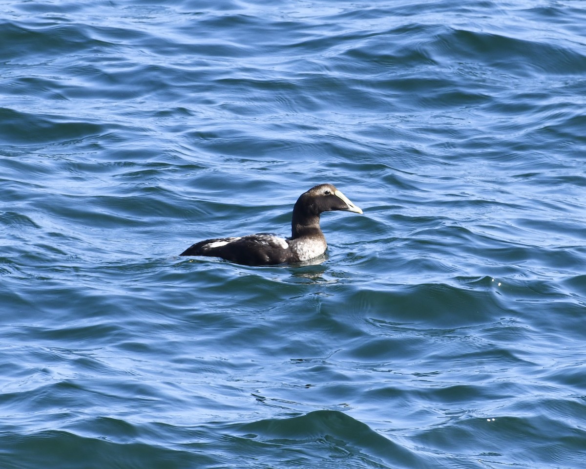 Common Eider (Dresser's) - ML359459671