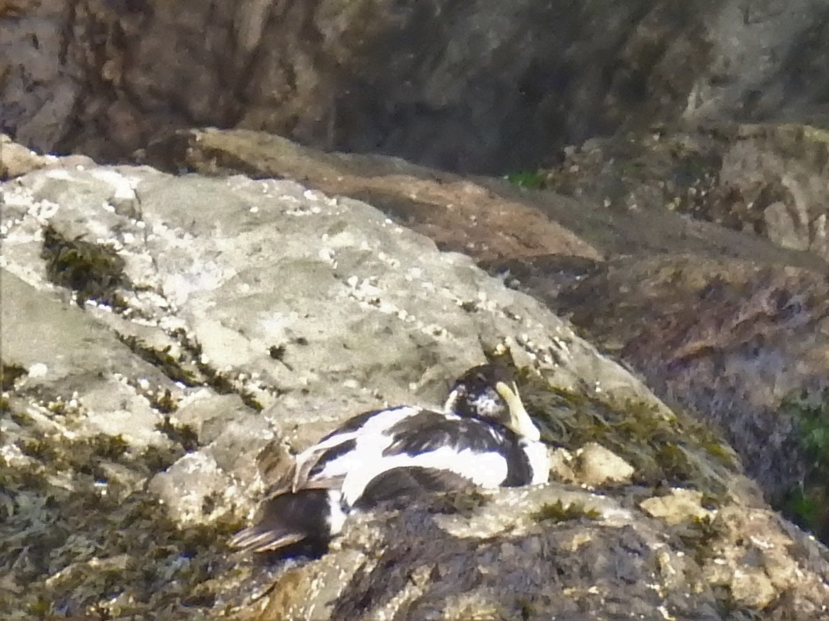 Common Eider - Annick Béland