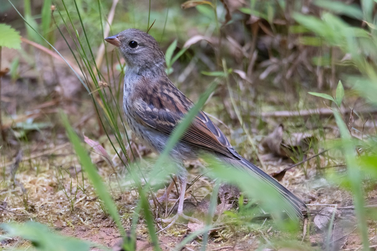 Field Sparrow - ML359462611