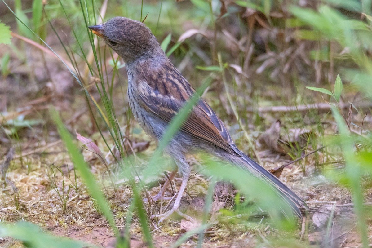 Field Sparrow - ML359462651