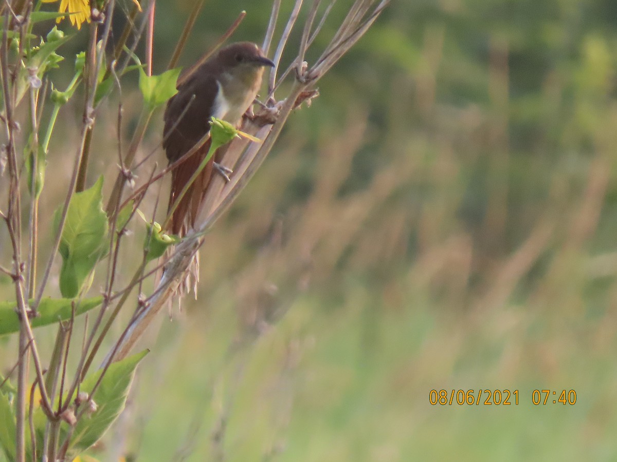 Black-billed Cuckoo - ML359464481