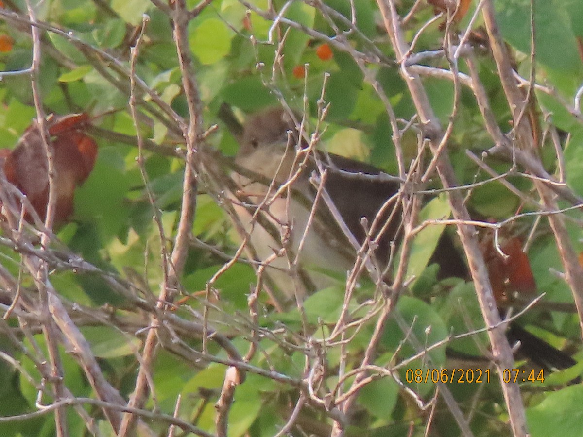Black-billed Cuckoo - ML359464501