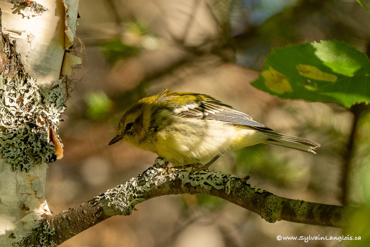 Black-throated Green Warbler - ML359464681