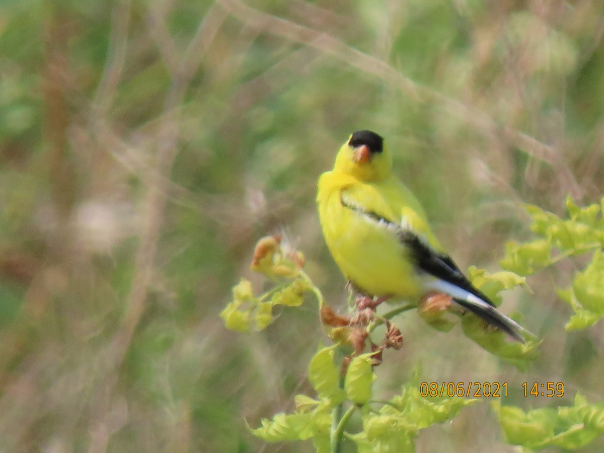 American Goldfinch - ML359466081