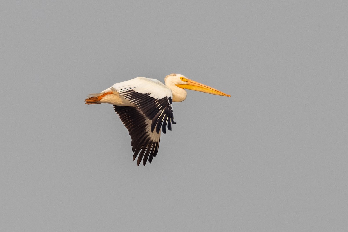 American White Pelican - Connor Cochrane