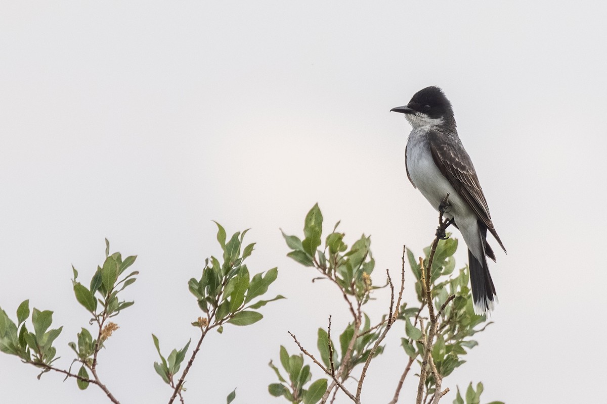 Eastern Kingbird - ML359467651