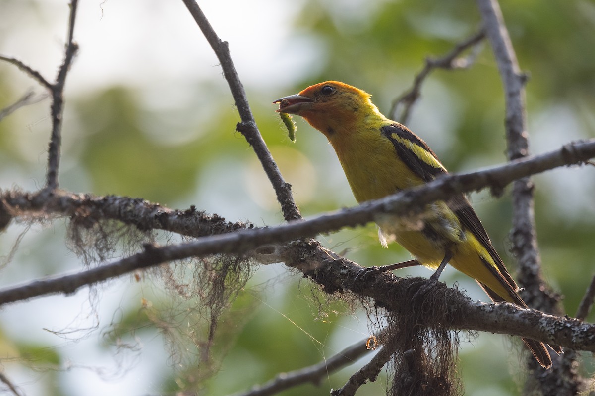 Western Tanager - ML359469331