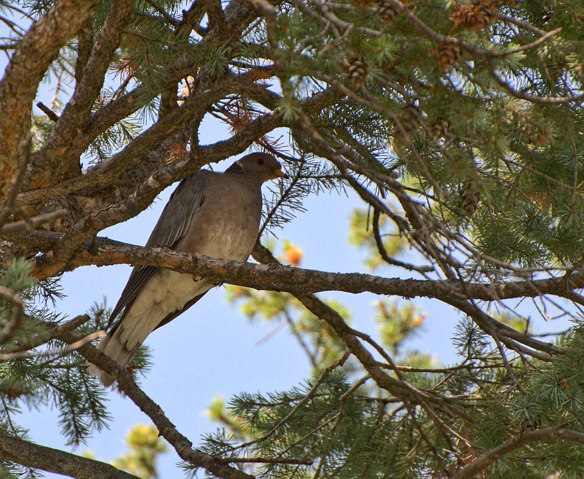 Band-tailed Pigeon - ML359469521