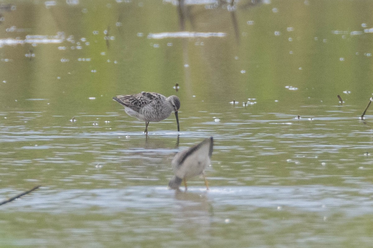 Stilt Sandpiper - ML359469611