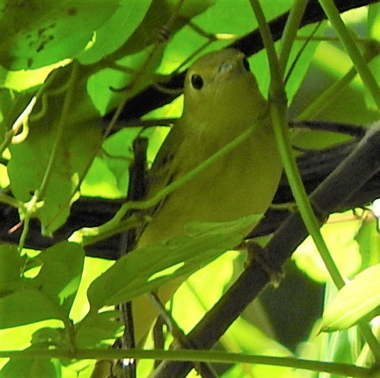 Yellow Warbler - Mark Meunier