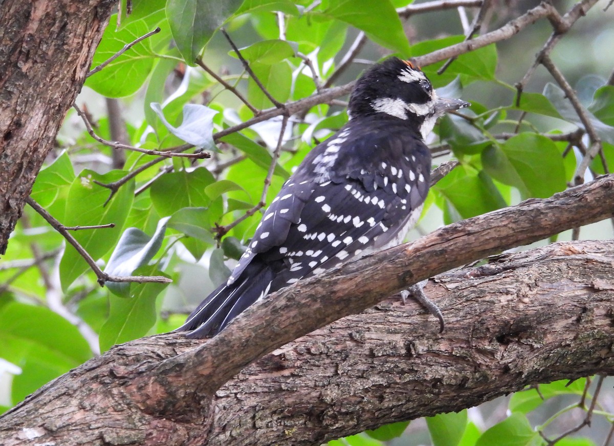 Hairy Woodpecker - ML359471911