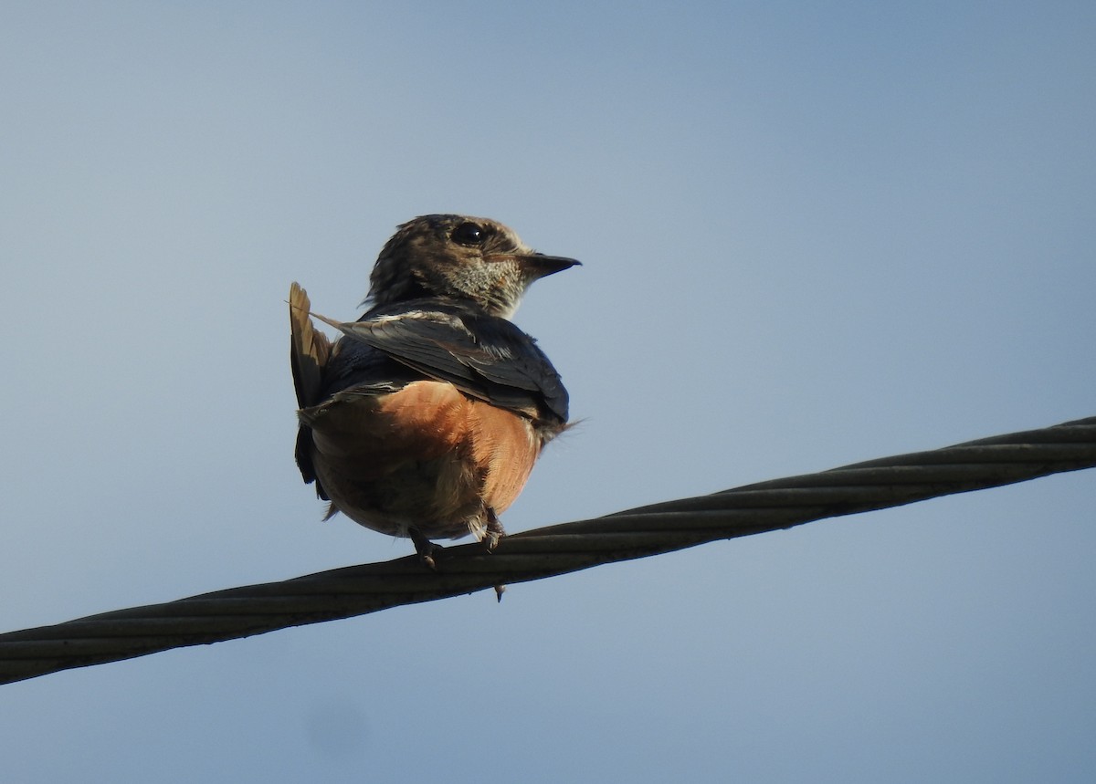 Barn Swallow - ML359473071