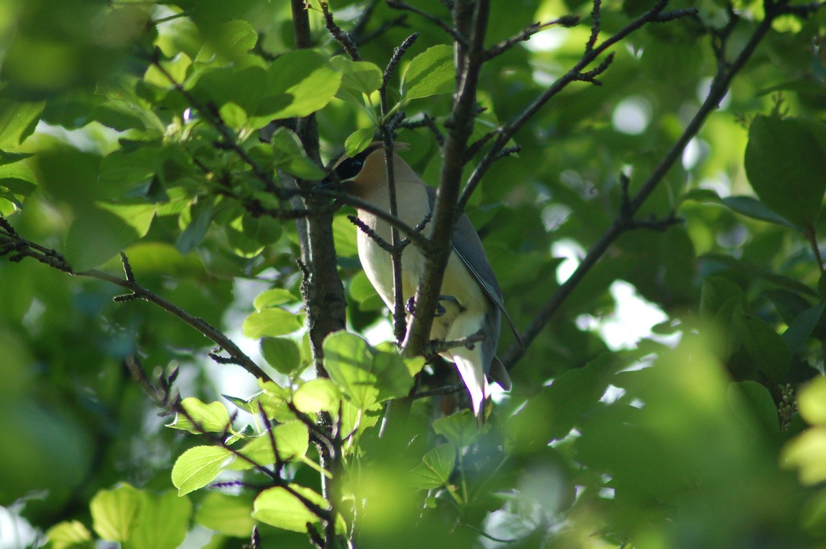 Cedar Waxwing - ML35947461