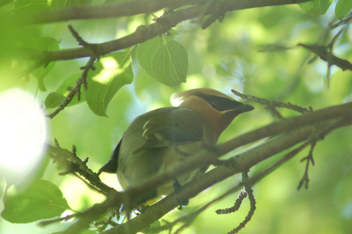 Cedar Waxwing - ML35947481