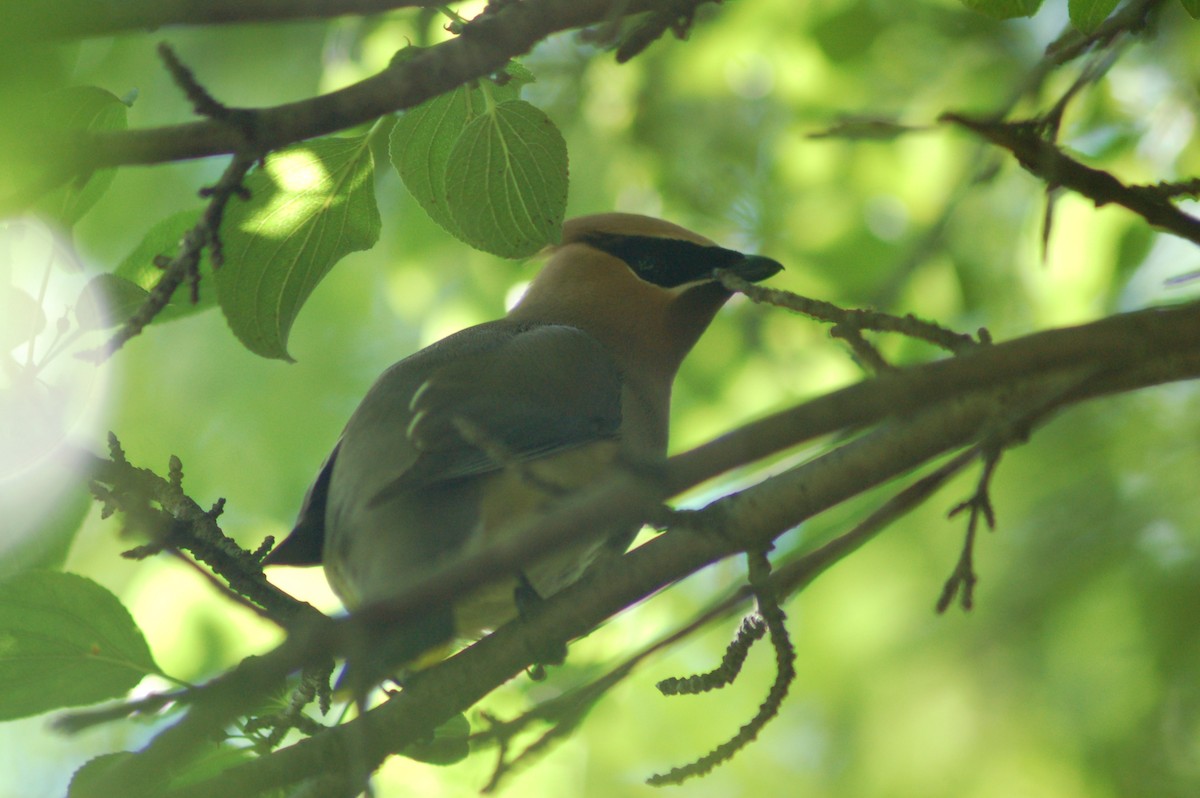 Cedar Waxwing - ML35947511