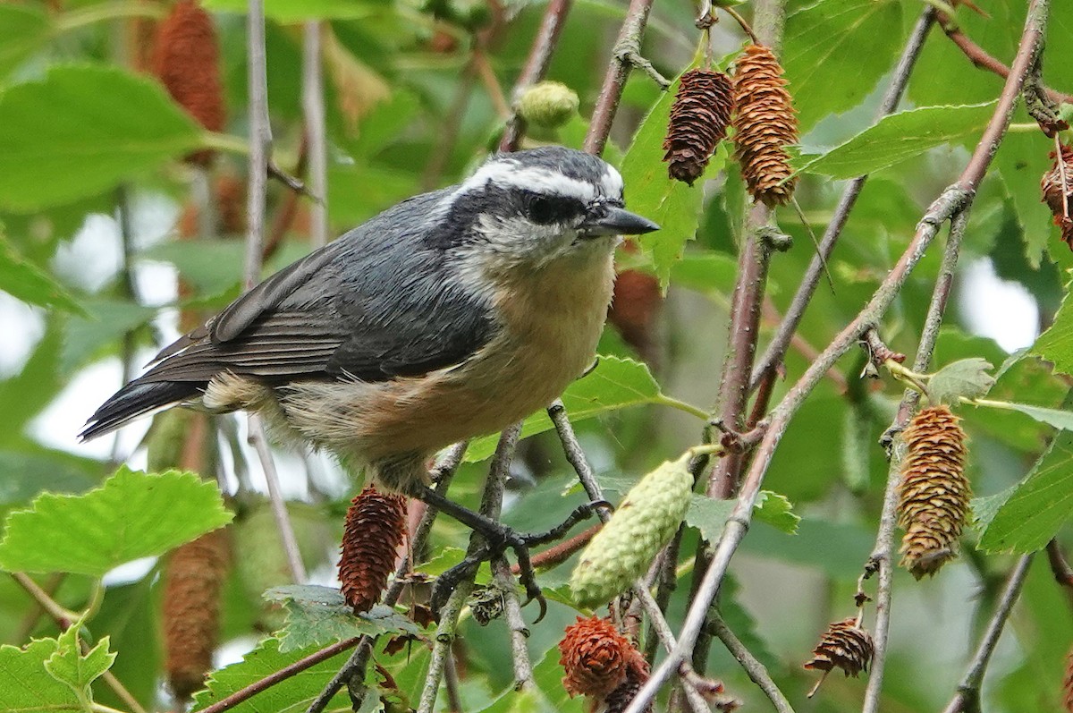 Red-breasted Nuthatch - ML359477061