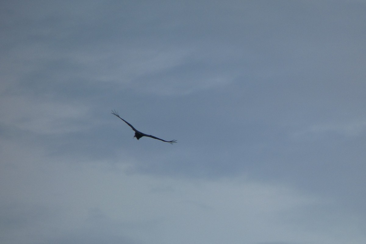 Turkey Vulture - ML359478231