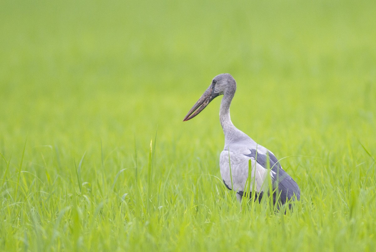 Asian Openbill - ML359478431