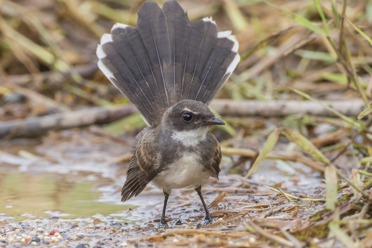 Malaysian Pied-Fantail - ML359478891