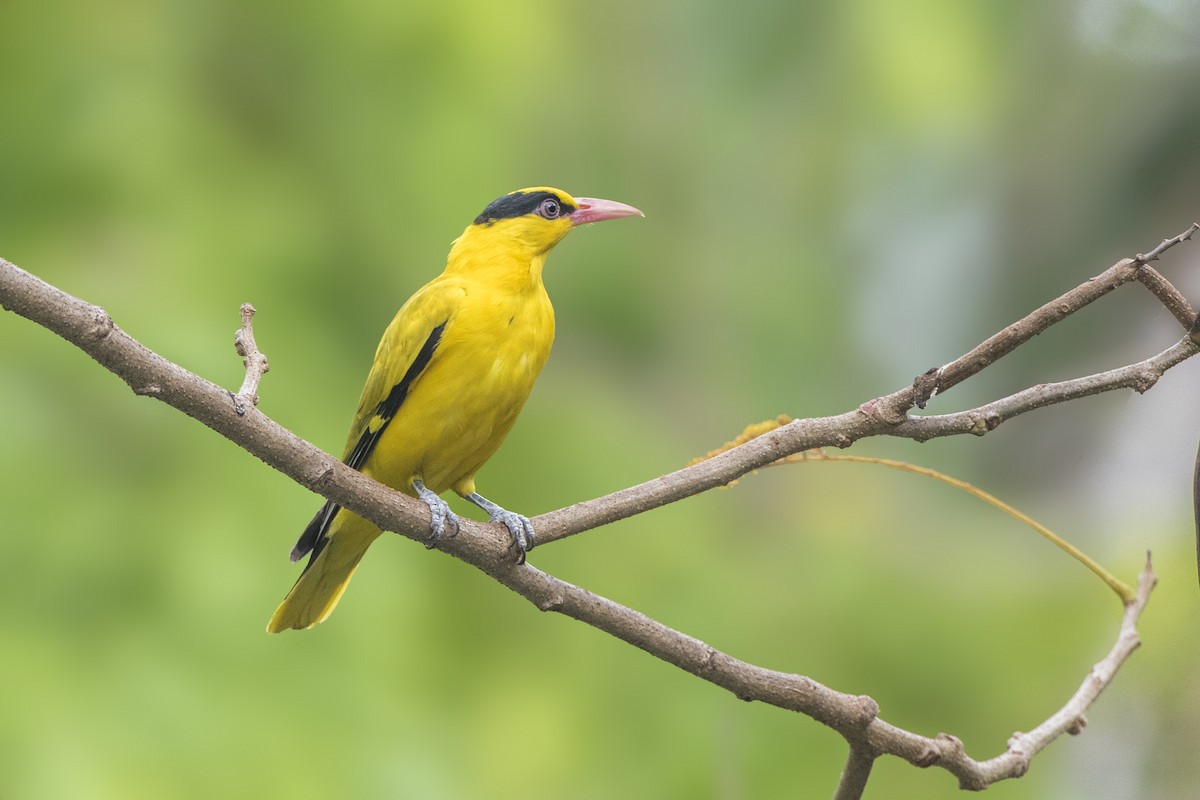 Black-naped Oriole - ML359478981