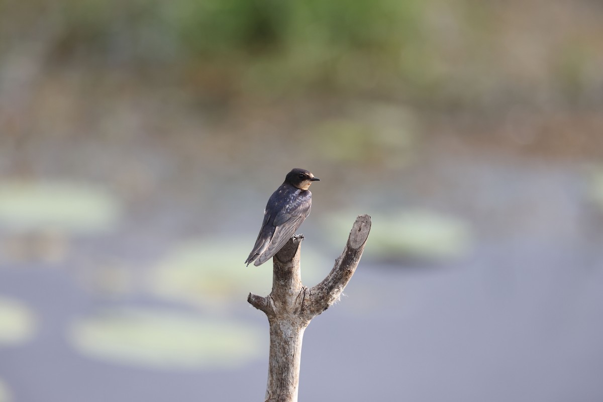 Barn Swallow - Jan-Peter  Kelder