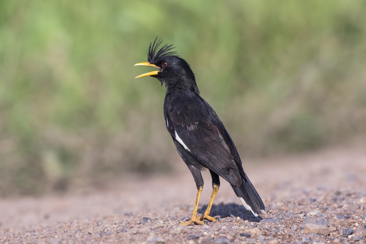 Great Myna - ML359479091