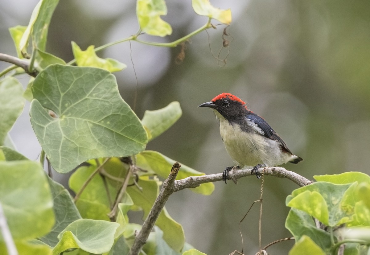 Scarlet-backed Flowerpecker - Jan-Peter  Kelder