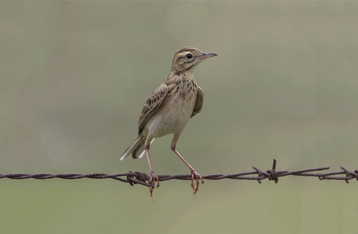 Paddyfield Pipit - Jan-Peter  Kelder