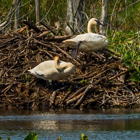 Trumpeter Swan - ML359480281