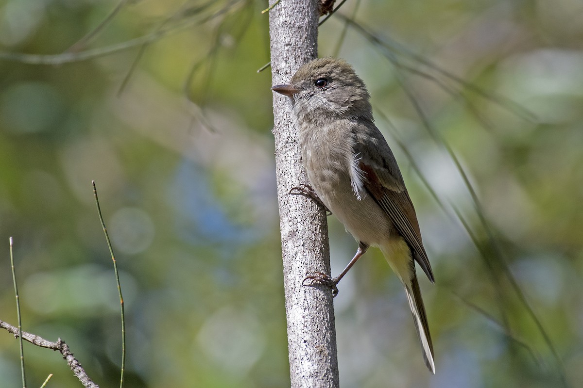 Golden Whistler - ML359480371