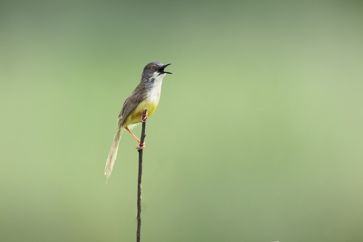 Prinia à ventre jaune - ML359480491