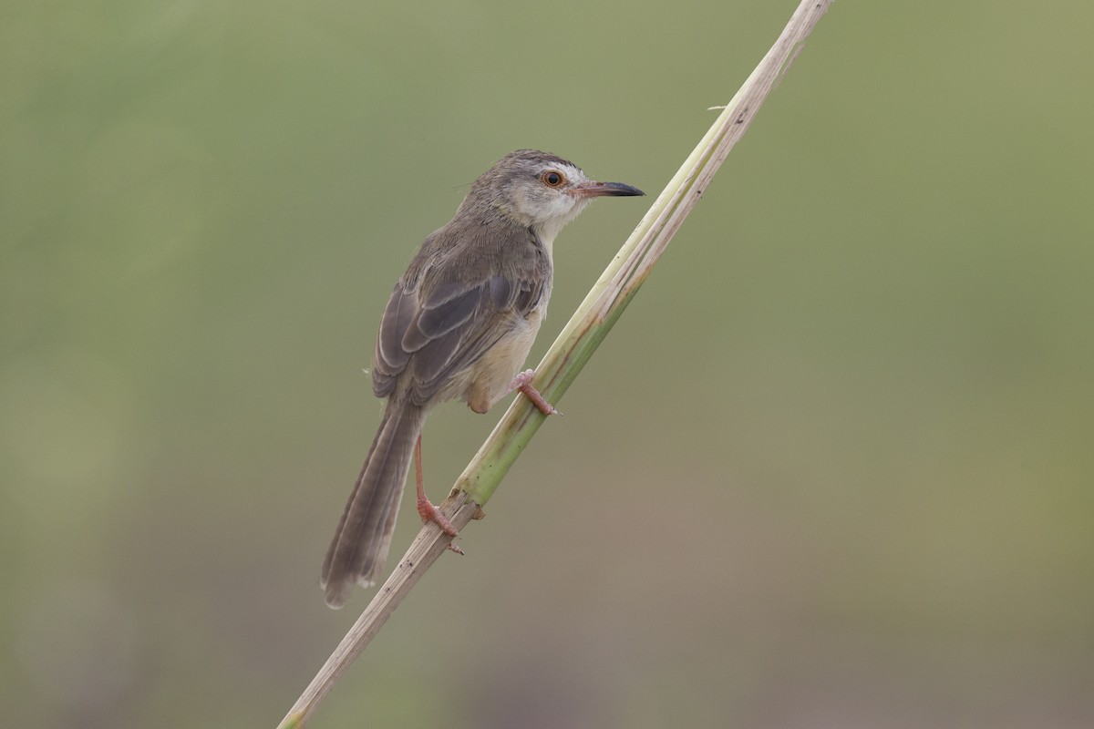 Prinia simple - ML359480531