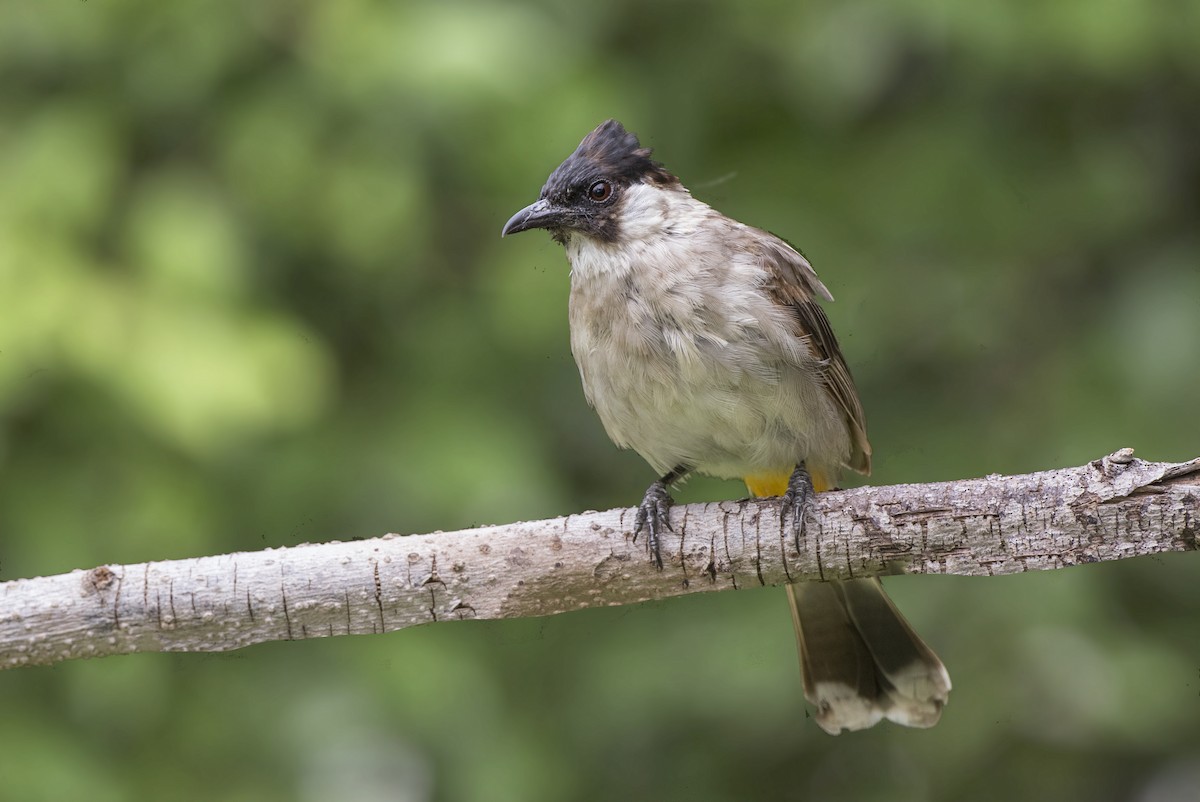 Bulbul cul-d'or - ML359480561