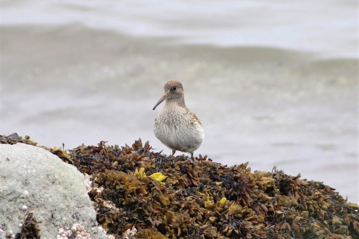 Rock Sandpiper - Wyatt Egelhoff