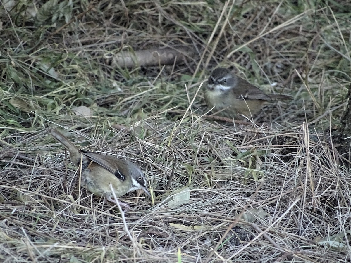 White-browed Scrubwren - ML359484661