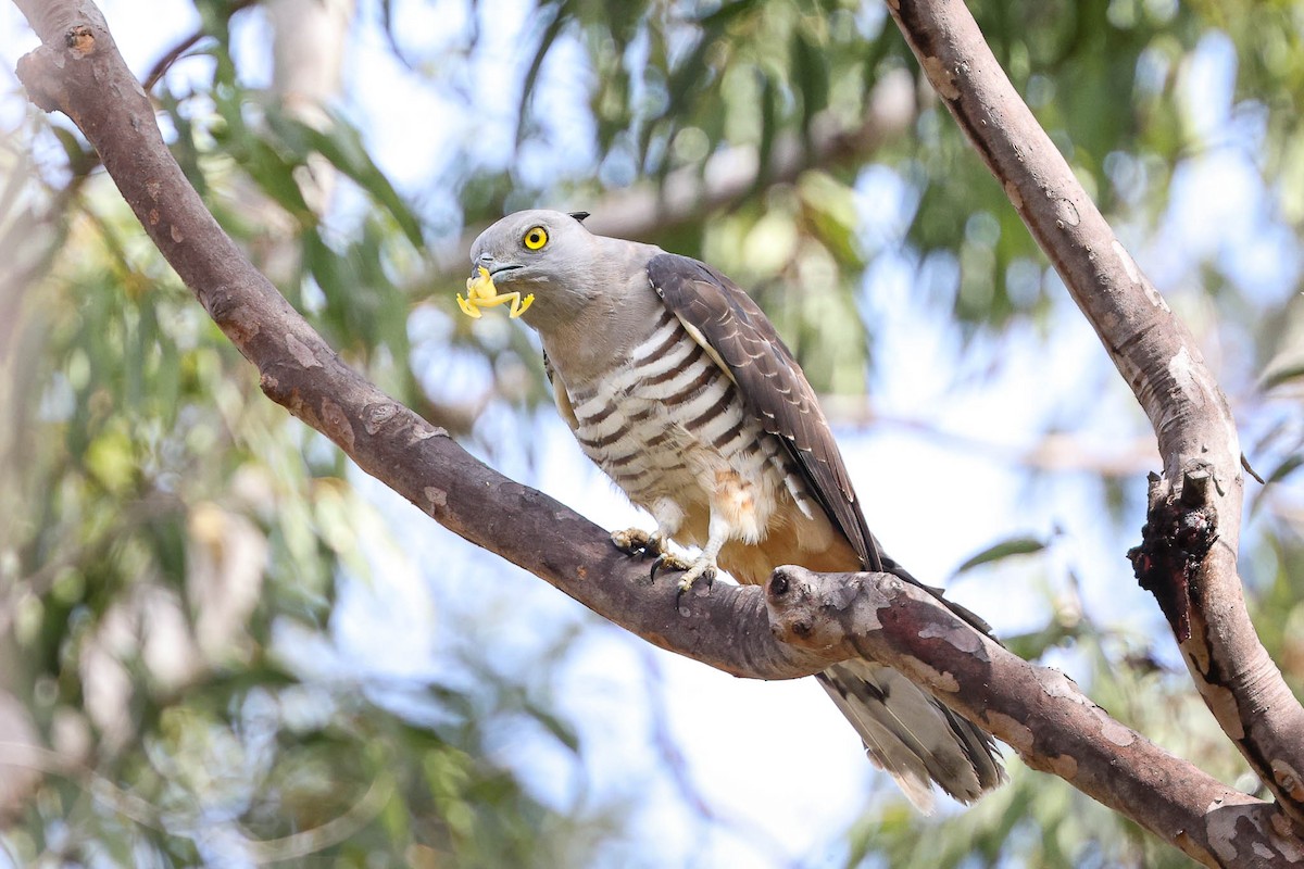 Pacific Baza - ML359487521