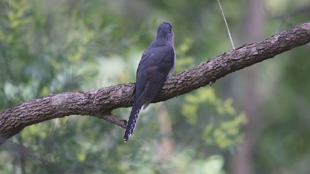 Fan-tailed Cuckoo - ML359488061