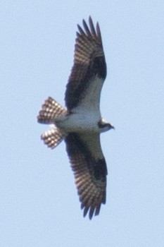 Osprey - ML35948931