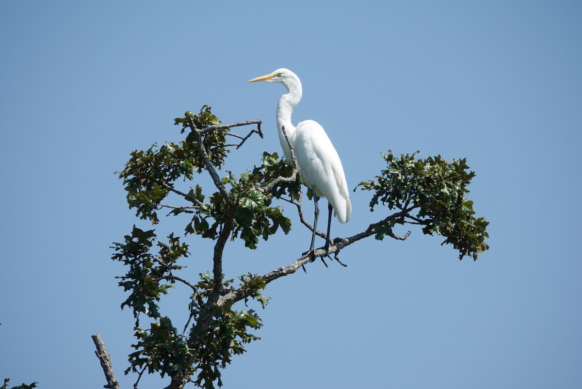 Grande Aigrette - ML359489311